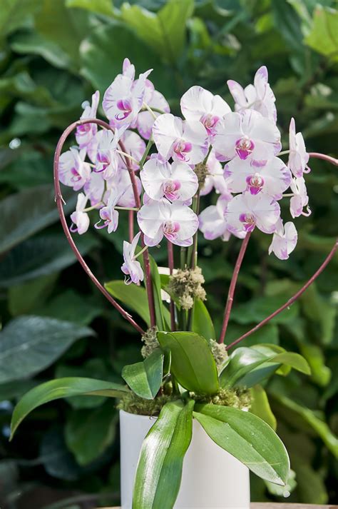 Phalaenopsis Inspirations: The Artistic Influences of Orchids